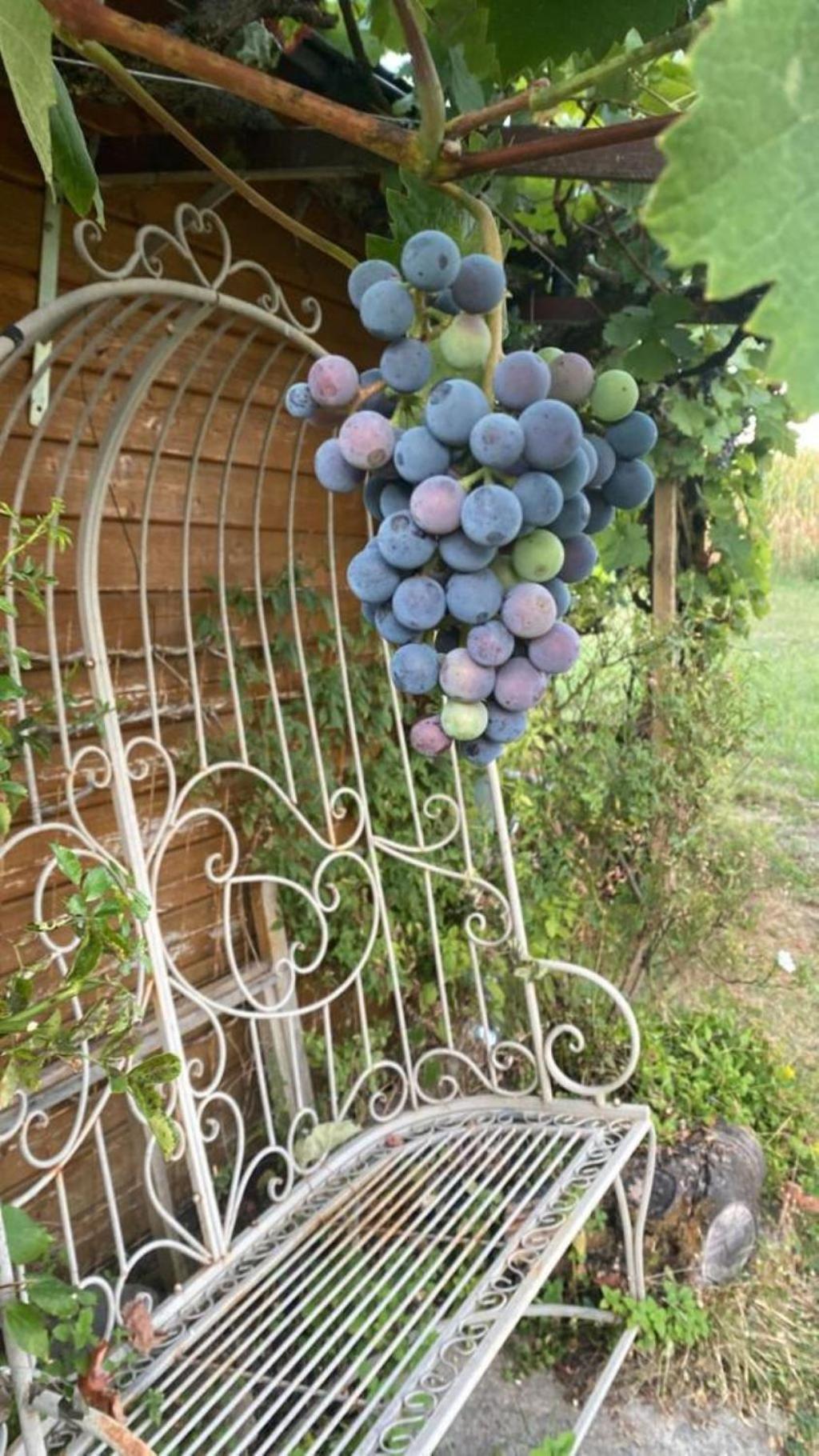 La Maison Des Roses Drachenbronn-Birlenbach Exterior photo